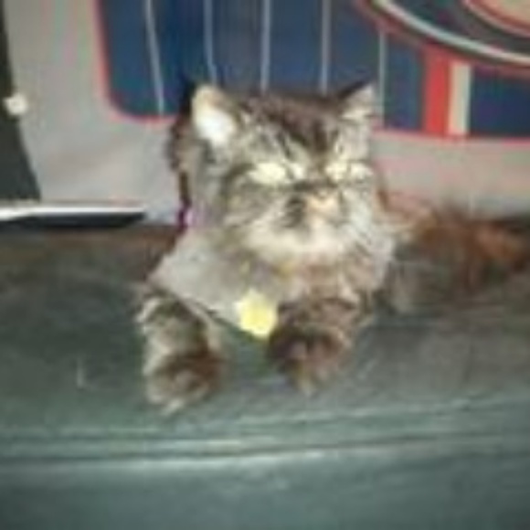 Meet your Posher, LisaMarie - Picture 7 of 8